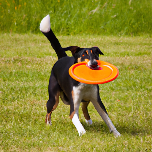 gå væk hund