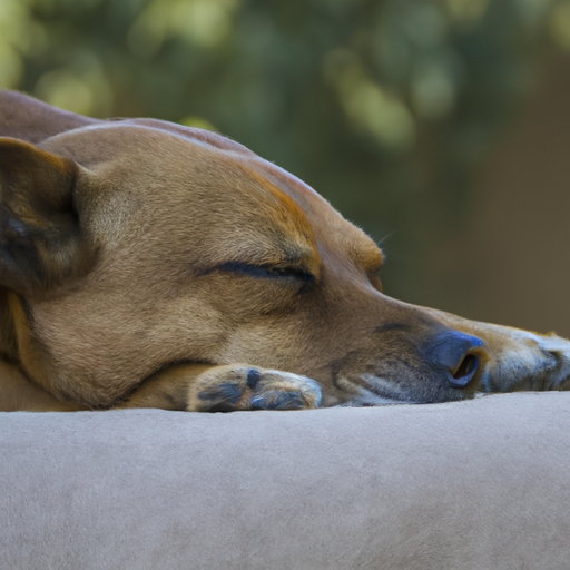 hunde transportkasse