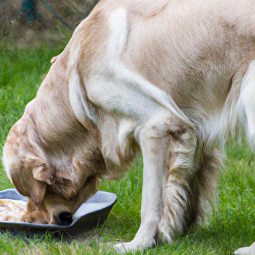 hvilken hund skal jeg vælge test