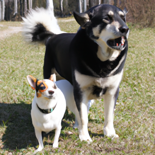 livmoderbetændelse hund