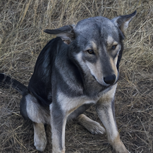 mavedrejning hund