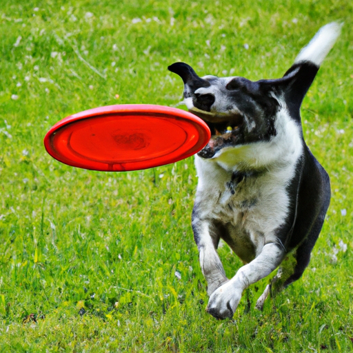 papillon hund