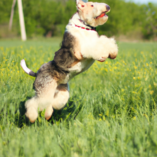 rabies vaccine hund