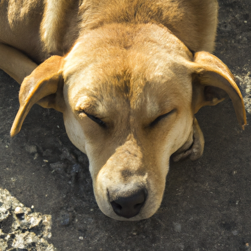 skånekost hund opskrift