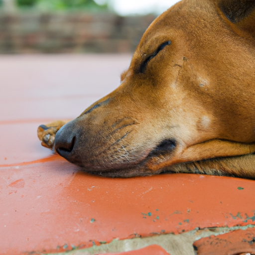 slow feeder hund