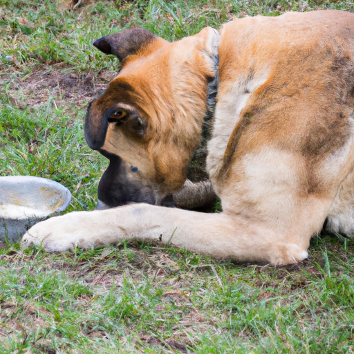 verdens dyreste hund